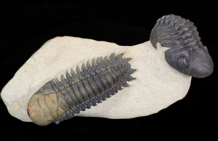 Nice Crotalocephalina & Reedops Trilobite Association #39829